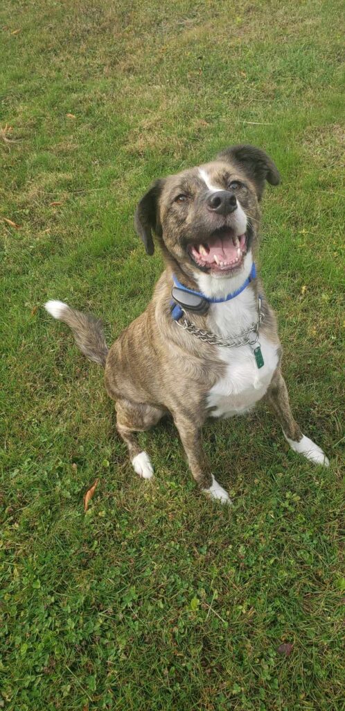 Picture Showing Terrier/ Shepherd mix named Remington