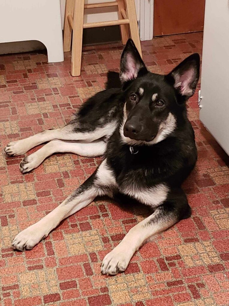 Picture Showing GSD named Bear.